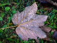 Wassertropfen auf Ahornblatt Rückseite